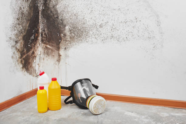 Professional Mold Removal in Dickson, TN