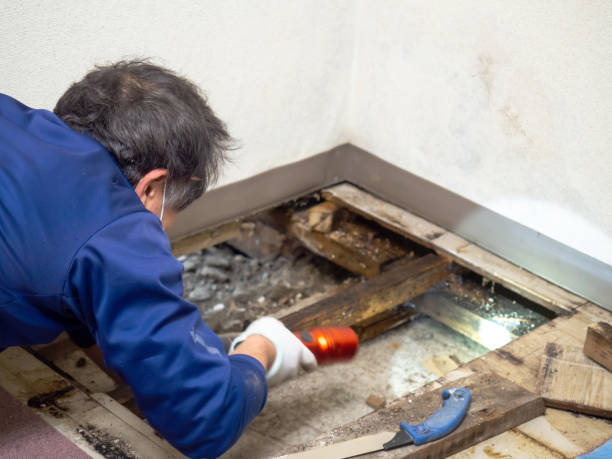 Best Mold Damage Repair  in Dickson, TN