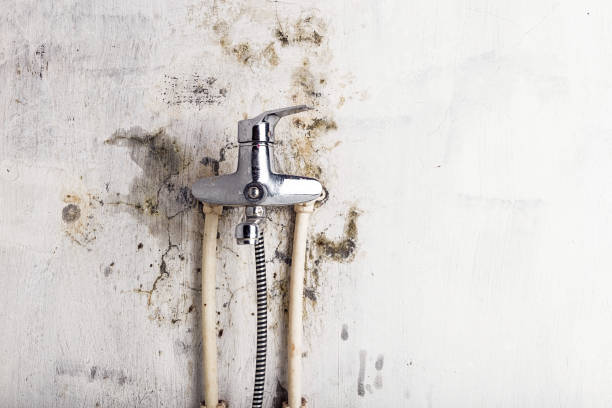 Best Same-Day Mold Removal  in Dickson, TN