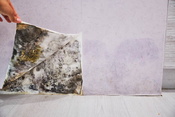 Best Attic Mold Removal  in Dickson, TN